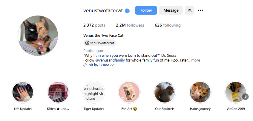 cat food product ugc creator