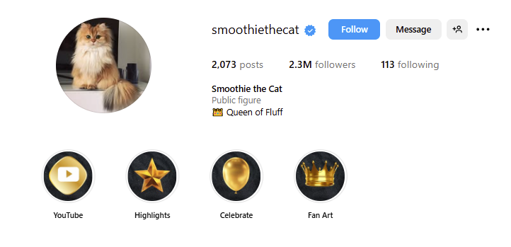 ugc creator for cat products
